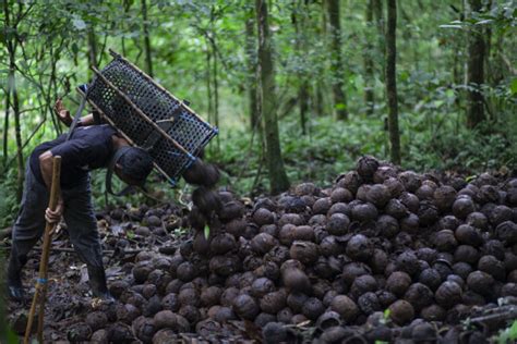 Brazil Nut Harvesting Proves A Win Win For Forest And Community Livelihood