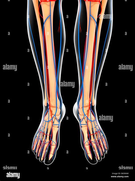 Human Legs Anatomy High Resolution Stock Photography and Images - Alamy