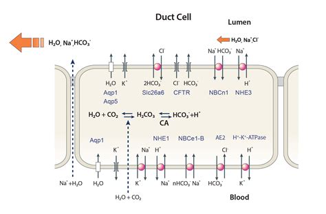 Molecular Mechanisms Of Pancreatic Bicarbonate Secretion Pancreapedia