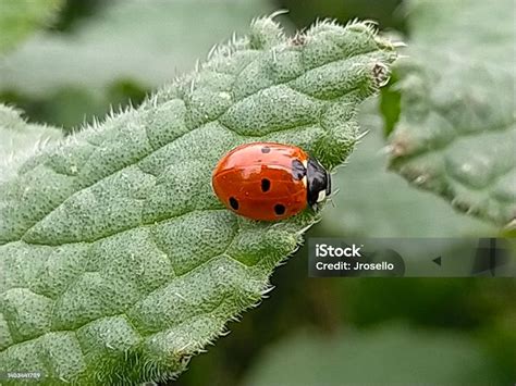 Macro Of A Ladybug On Borage Leaves Eating Aphids Biological Pest