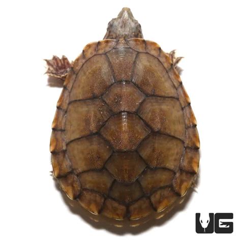 Baby Razorback Musk Turtles For Sale - Underground Reptiles