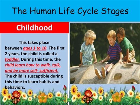 Science 4 Q2 Lesson 38 Life Cycle Of Humans Pptx