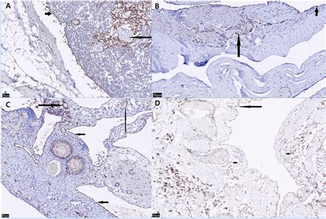 Lyve Immunostaining Of The Ovary Uterine Horn Urinary Bladder And