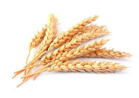 Wheat Definition And Meaning Collins English Dictionary