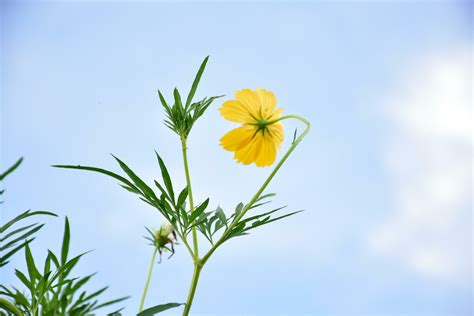 Yellow cosmos flower 26161672 Stock Photo at Vecteezy