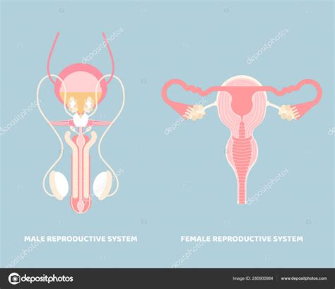 Sistema Reproductor Masculino Femenino Rganos Internos Anatom A Parte