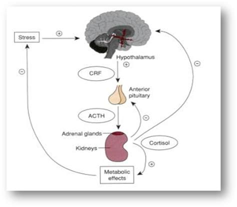 Adrenal Androgens Endotext Ncbi Bookshelf