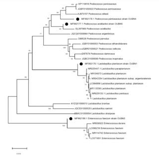 Phylogenetic Tree Constructed By The Neighbour Joining Method Showing