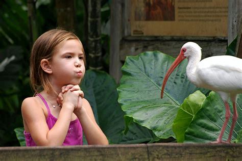 Flamingo Gardens admission ticket | musement