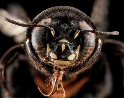 The 40 Most Detailed Close-Ups of Arthropods You Will See Today ...