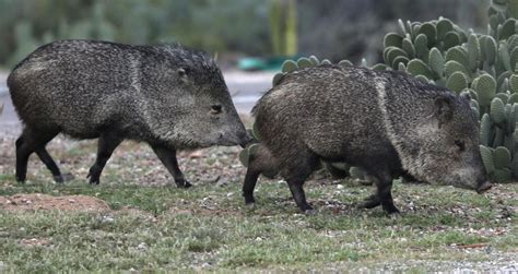 Javelina Attack Person Taking Out Trash Walking Dog In Tucson Local