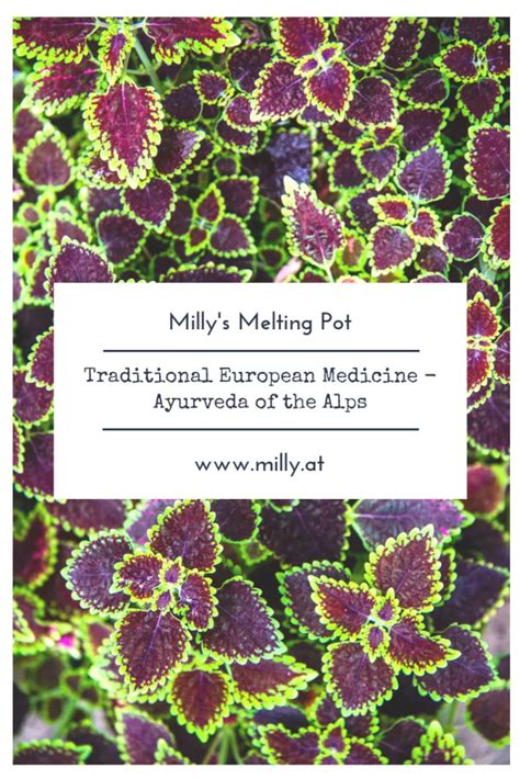 Traditional European Medicine Ayurveda Of The Alps Milly S Melting Pot