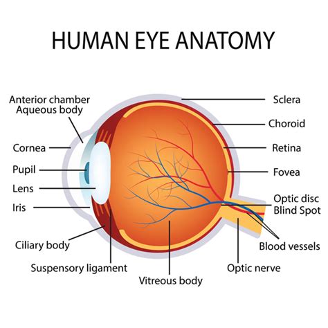 Retinal Haemorrhaging - Parents Accused