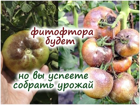 Jak Zab T Phytophthora Ve Sklen Ku