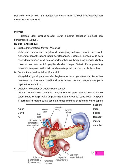 Solution Memahami Dan Menjelaskan Anatomi Pankreas Studypool