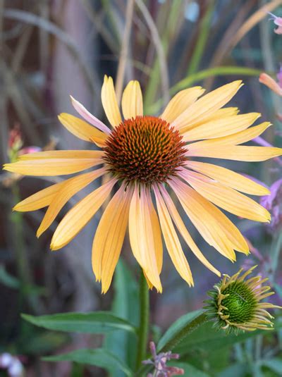 Purpur Sonnenhut Big Kahuna Echinacea Purpurea Big Kahuna