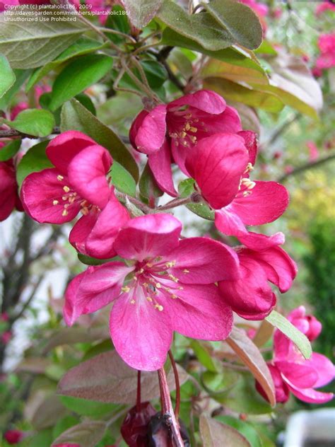 Plantfiles Pictures Malus Flowering Crabapple Adams Malus By