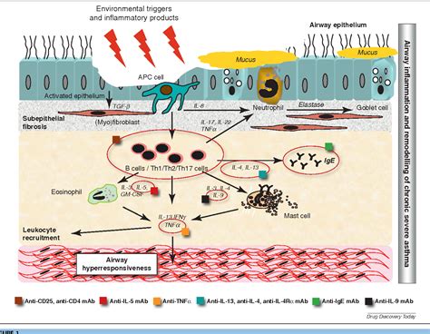 Figure 1 From Monoclonal Antibodies For Chronic Refractory Asthma And Pipeline Developments