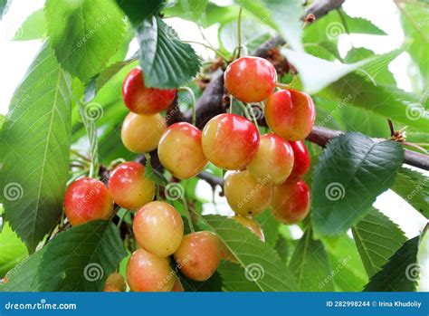 Sweet Orange Cherries Stock Photo Image Of Cherries 282998244