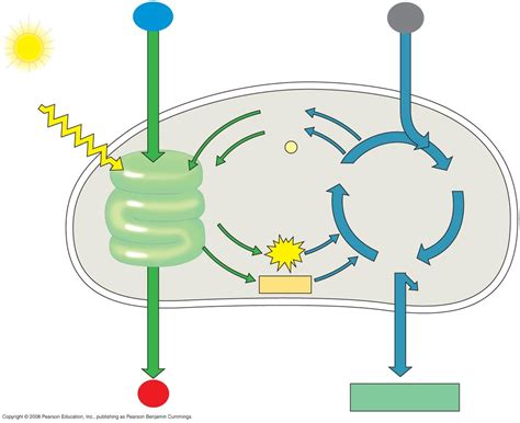 Light Independent Reaction Diagram | Quizlet