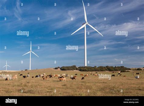Cattle Herd In Front Of Wind Turbines Hi Res Stock Photography And