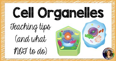 Organelle