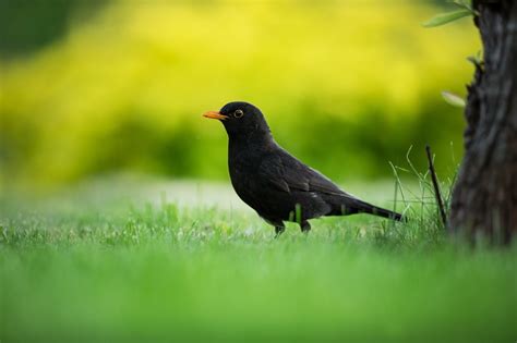 Einheimische Vögel Besonderheiten Und Merkmale Der Häufigsten Arten