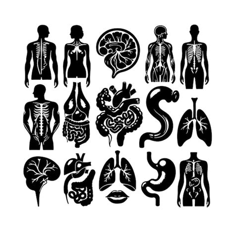 Premium Vector Human Organ Collection Silhouette Internal Isolated