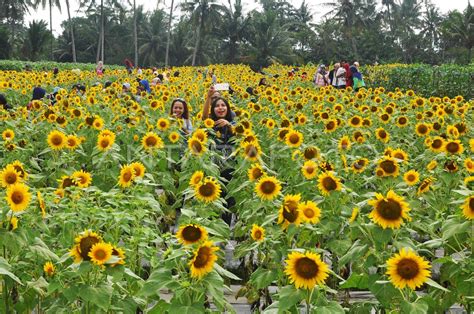 Wisata Kebun Bunga Matahari Antara Foto