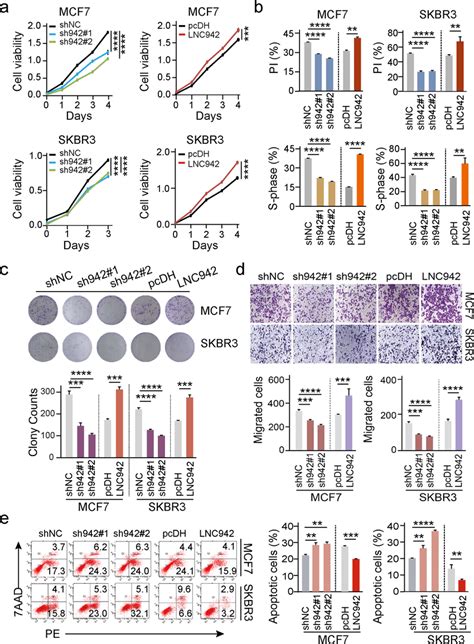 Effects Of Lnc942 On Cell Proliferation Colony Formation Metastasis