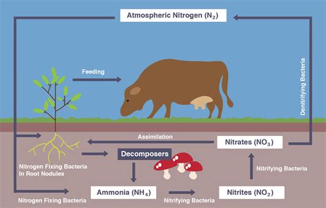 Igcse Biology Notes 410 Describe The Stages In The Nitrogen Cycle Including The Roles Of