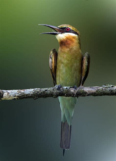 Blue-tailed bee-eater (Merops philippinus)