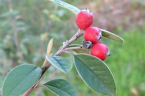 Cotoneaster Pannosus