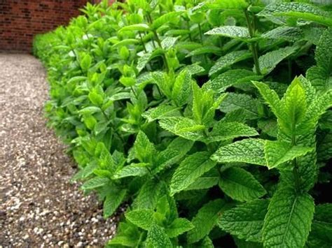 Mentha Piperita Manufacturer from New Delhi