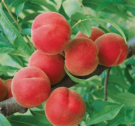 Contender Peach Tree 1 Gallon Potted Plant Cold Hardy Fruit Etsy