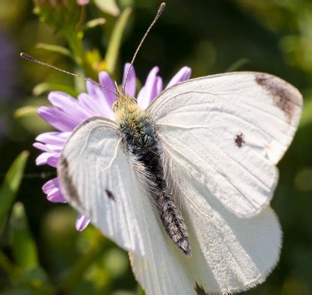 Cabbage White Butterfly: Guide to this Garden Visitor