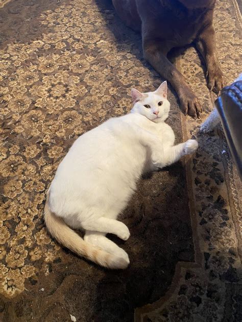 ˏˋ ꪖꪀᧁꫀꪶ ˎˊ on Twitter I got a fat pussy omg