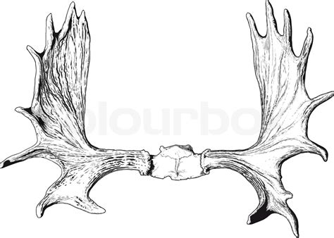 Elk Antlers Stock Vector Colourbox