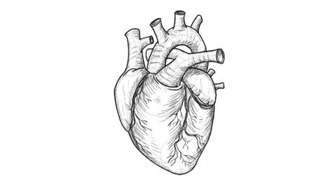 Картинки сердца человека для срисовки Фото подборки
