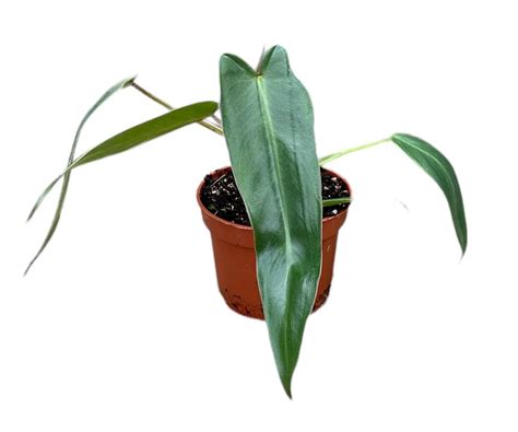 Philodendron Spiritus Sancti Plant Wholesale Floraccess