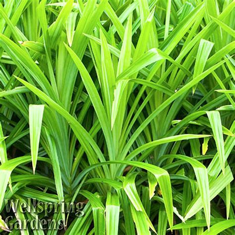 Pandanus Amaryllifolius Live Plant Screwpine Pandan Rampeh Screw