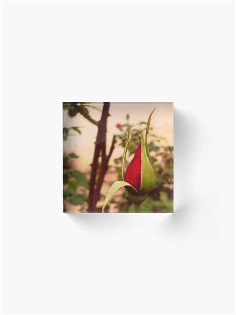 Lovely Sexy Red Rose Getting Naked Acrylic Block By Ddtk Redbubble