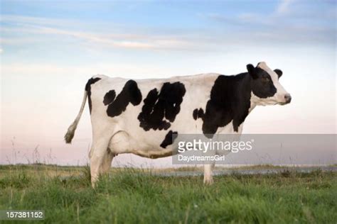 Holstein Dairy Cow High-Res Stock Photo - Getty Images