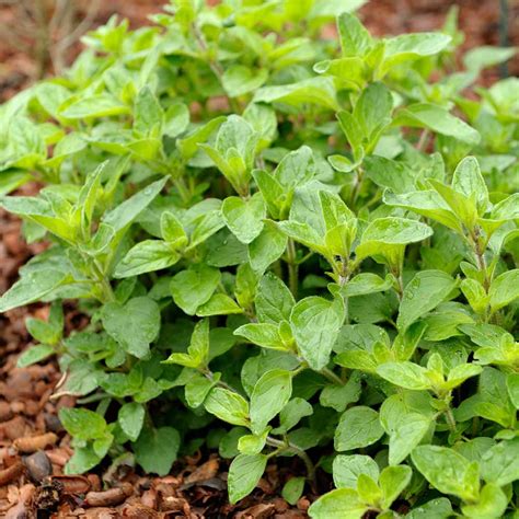 Buy Oregano Hot And Spicy Organic Gardening Catalogue