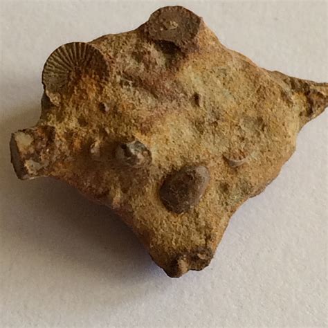 Crinoid Fossils Of Texas