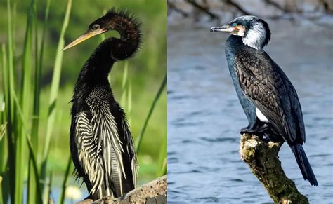 11 Anhinga vs Cormorant Differences b/w These Coastal Birds - Bird Guidance