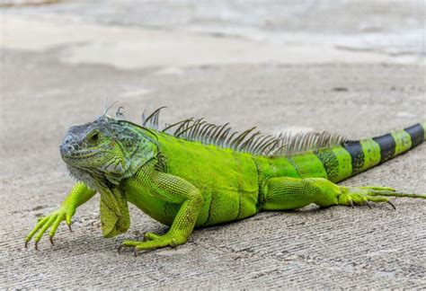 How To Get Rid Of Green Iguanas Easy And Effective Solutions Pest