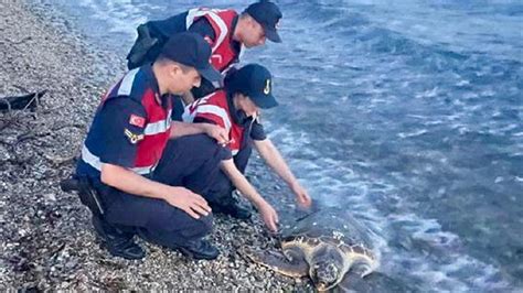 Mu La Da Yaral Bulunan Deniz Kaplumba As Tedaviye Al Nd Son Dakika