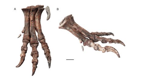 Meraxes Gigas Descrito Un Nuevo Carnivoro Para Argentina F Sil