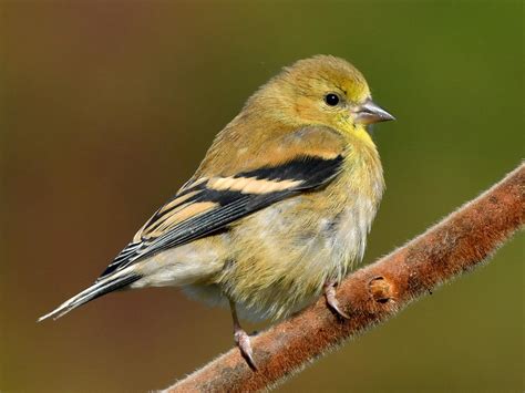 American Goldfinch Celebrate Urban Birds